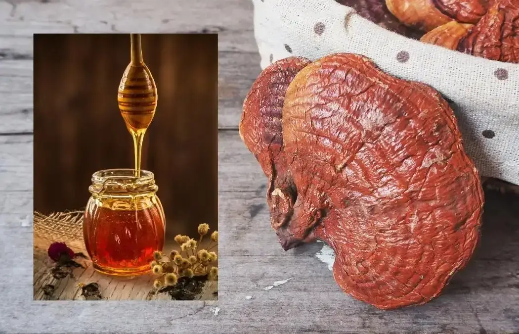 Nấm linh chi ngâm mật ong: Cách làm chuẩn vị, tốt cho sức khỏe