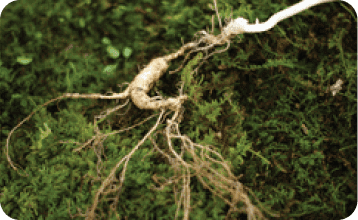 Nhân sâm hoang dã