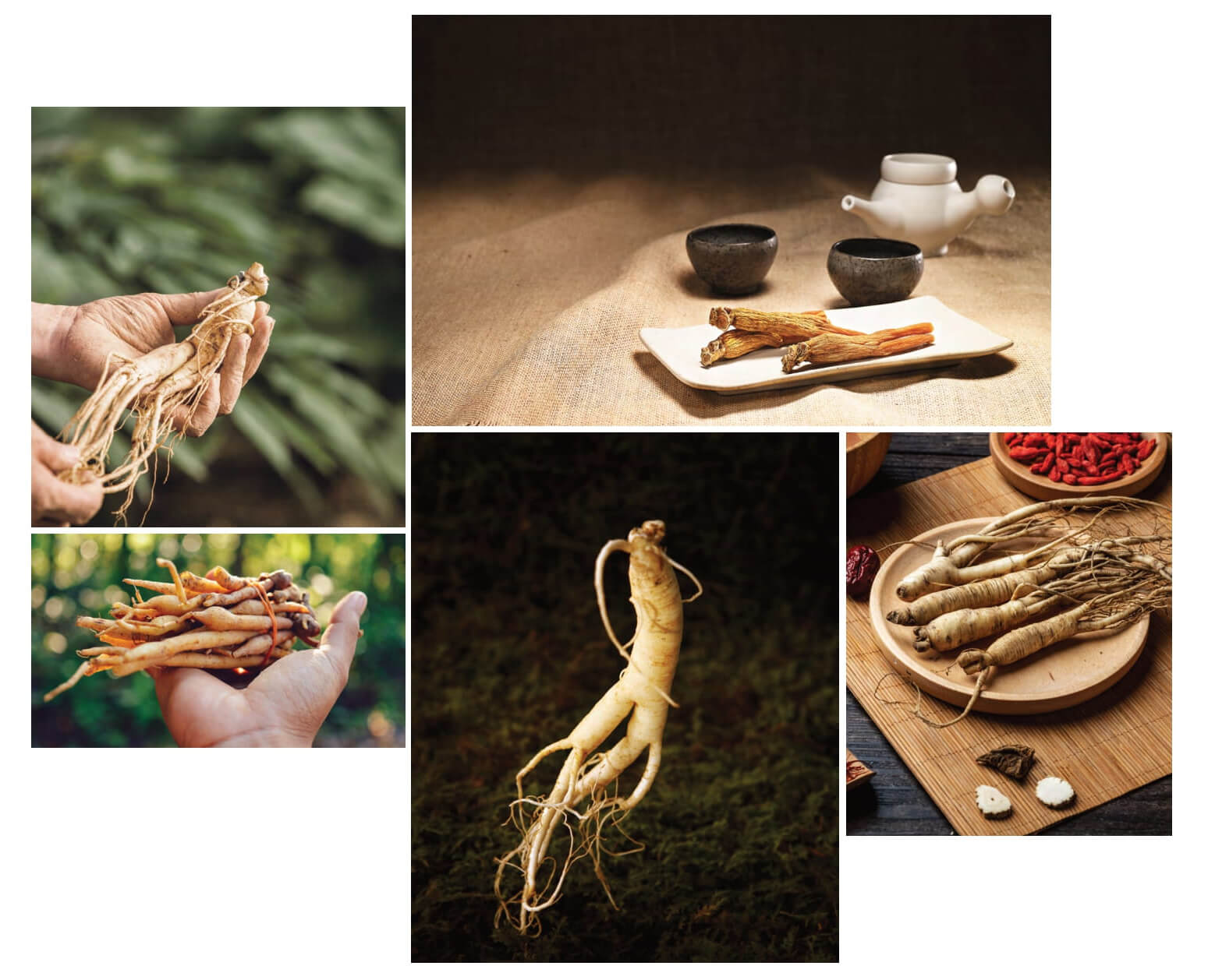 Hành trình lan tỏa tinh hoa sâm Hàn Quốc