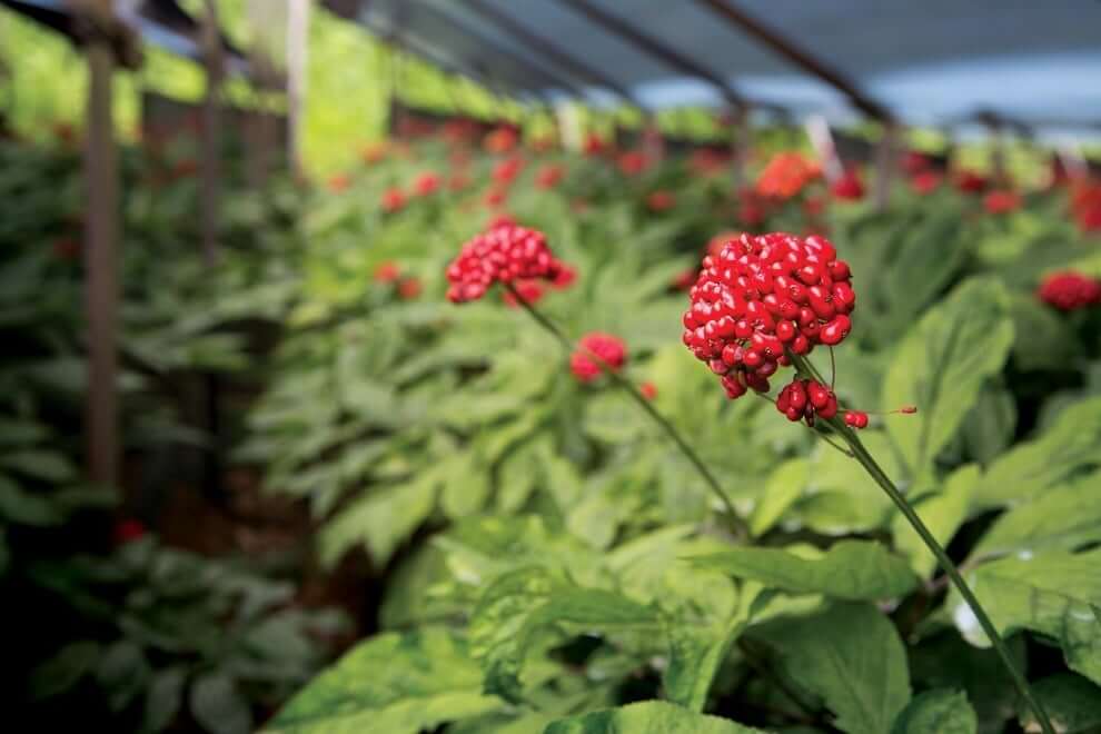 Nhôm Trường Trồng Nhân Sâm Hàn Quốc Jung Kian