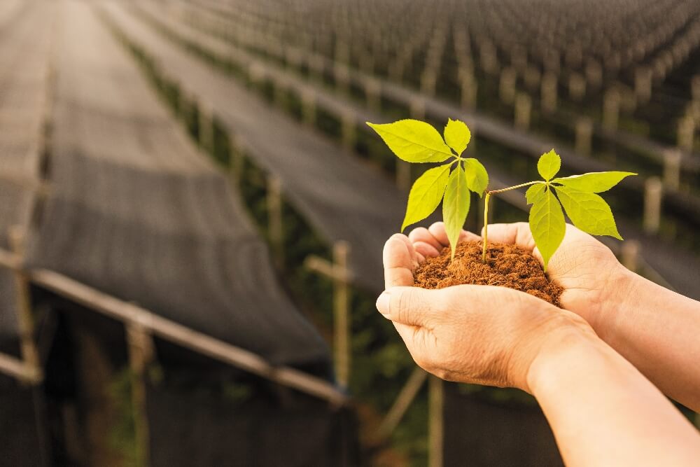 Nông trường nhân sâm Hàn Quốc Jung Kian (5)